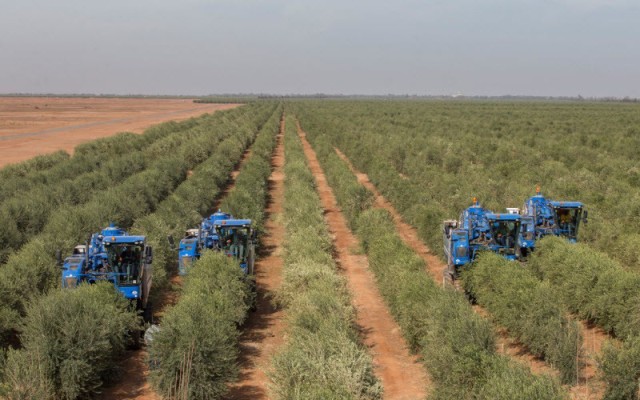 Al-Jawf Agricultural becomes profitable