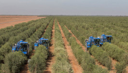Al-Jouf agricultural profits increase marginally in the first quarter to 6.55 million riyals