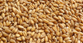 "أوبك للحبوب" . . مقترح روسي لمواجهة مشكلات الغذاء