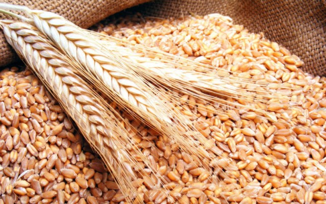 السعودية تستهدف شراء 780 ألف طن من علف الشعير