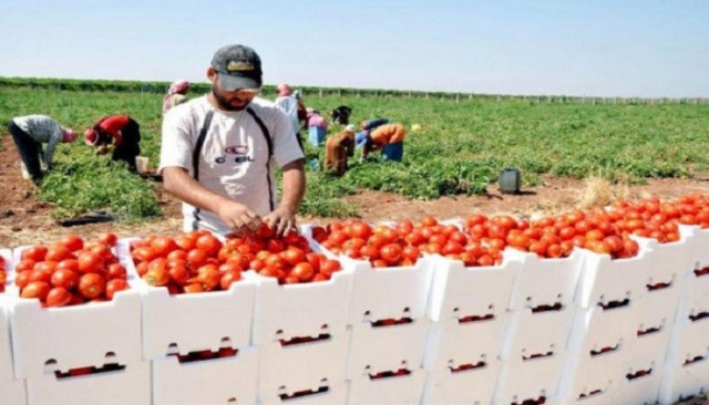 Saudi Arabia imposes new restrictions on Egyptian agricultural imports