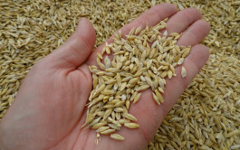 Saudi Arabia buys 730 thousand tons of barley