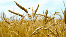 Saudi Arabia raises the purchase price of local wheat