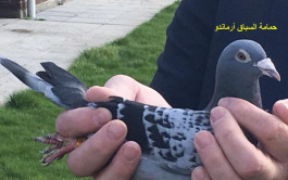 طائر حمام بـ 1.25 مليون يورو