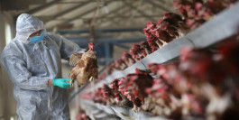 Avian influenza is sweeping the United States