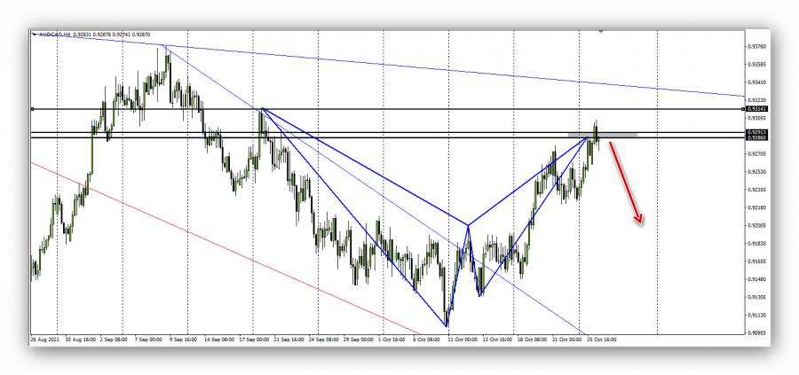 الاسترالي كندي - 26 اكتوبر 2021